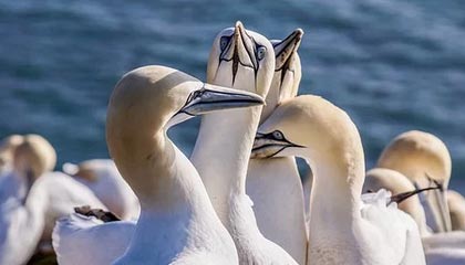 开云下载-韩国队碾压奥地利队，樊振东刷新纪录